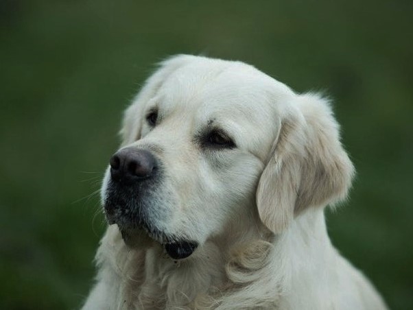 "Some like it of the barking shadows" (genannt Wolly)